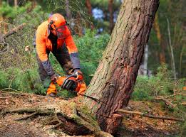 How Our Tree Care Process Works  in La Conner, WA